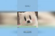 吃瓜娱乐小猫,小猫的吃瓜娱乐日记