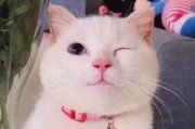 娱乐吃瓜酱猫糊糊,揭秘“酱猫糊糊”背后的故事